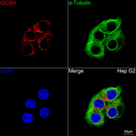 GCSH Antibody in Immunocytochemistry (ICC/IF)