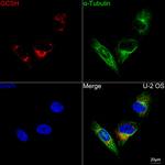 GCSH Recombinant Rabbit Monoclonal Antibody (4I7Q1)