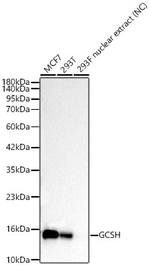 GCSH Antibody in Western Blot (WB)