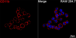 CD11b Antibody in Immunocytochemistry (ICC/IF)