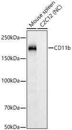 CD11b Antibody in Western Blot (WB)