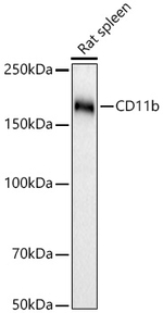 CD11b Antibody in Western Blot (WB)