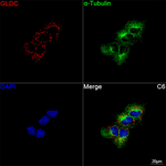 GLDC Antibody in Immunocytochemistry (ICC/IF)