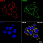 GLDC Antibody in Immunocytochemistry (ICC/IF)