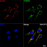 GLDC Antibody in Immunocytochemistry (ICC/IF)