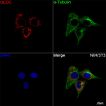 GLDC Antibody in Immunocytochemistry (ICC/IF)