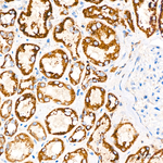 GLDC Antibody in Immunohistochemistry (Paraffin) (IHC (P))