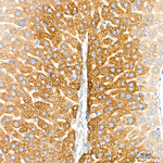 GLDC Antibody in Immunohistochemistry (Paraffin) (IHC (P))