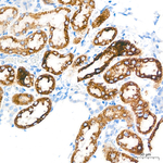 GLDC Antibody in Immunohistochemistry (Paraffin) (IHC (P))