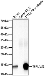 TFF1 Antibody in Immunoprecipitation (IP)