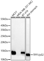 TFF1 Antibody in Western Blot (WB)
