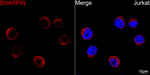 SHARPIN Recombinant Rabbit Monoclonal Antibody (8B3S10)