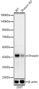 SHARPIN Antibody in Western Blot (WB)