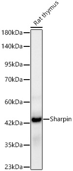 SHARPIN Antibody in Western Blot (WB)