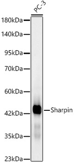 SHARPIN Antibody in Western Blot (WB)