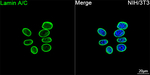 Lamin A/C Recombinant Mouse Monoclonal Antibody (5T7H9)