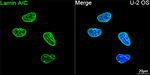 Lamin A/C Antibody in Immunocytochemistry (ICC/IF)