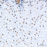 Lamin A/C Antibody in Immunohistochemistry (Paraffin) (IHC (P))