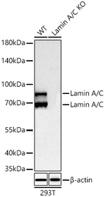 Lamin A/C Antibody in Western Blot (WB)