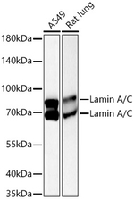 Lamin A/C Antibody in Western Blot (WB)