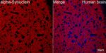 alpha Synuclein Antibody in Immunohistochemistry (Paraffin) (IHC (P))