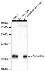 alpha Synuclein Antibody in Immunoprecipitation (IP)