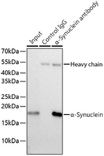 alpha Synuclein Antibody in Immunoprecipitation (IP)