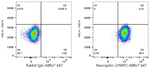 Neuropilin 2 Antibody in Flow Cytometry (Flow)