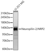 Neuropilin 2 Recombinant Rabbit Monoclonal Antibody (5S4S8)