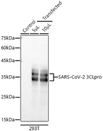 SARS 3CL Protease Recombinant Rabbit Monoclonal Antibody (4F2F3)