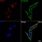 DDX3 Recombinant Rabbit Monoclonal Antibody (7G6F1)