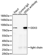 DDX3 Antibody in Immunoprecipitation (IP)