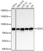 DDX3 Antibody in Western Blot (WB)