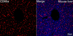 CD66a Antibody in Immunohistochemistry (Paraffin) (IHC (P))