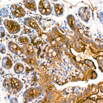 CD66a Antibody in Immunohistochemistry (Paraffin) (IHC (P))
