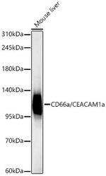 CD66a Antibody in Western Blot (WB)