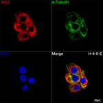 IRS2 Recombinant Rabbit Monoclonal Antibody (5R8C0)