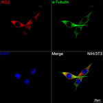 IRS2 Antibody in Immunocytochemistry (ICC/IF)
