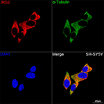 IRS2 Antibody in Immunocytochemistry (ICC/IF)
