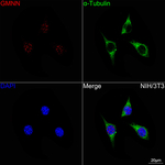 Geminin Antibody in Immunocytochemistry (ICC/IF)