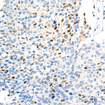 Geminin Antibody in Immunohistochemistry (Paraffin) (IHC (P))