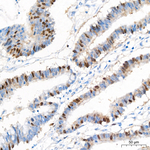Geminin Antibody in Immunohistochemistry (Paraffin) (IHC (P))