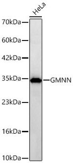 Geminin Antibody in Western Blot (WB)