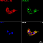 AMPK alpha-1,2 Antibody in Immunocytochemistry (ICC/IF)
