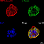 AMPK alpha-1,2 Antibody in Immunocytochemistry (ICC/IF)
