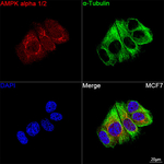 AMPK alpha-1,2 Antibody in Immunocytochemistry (ICC/IF)