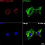 AMPK alpha-1,2 Recombinant Rabbit Monoclonal Antibody (6P10T0)