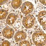 AMPK alpha-1,2 Antibody in Immunohistochemistry (Paraffin) (IHC (P))