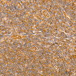AMPK alpha-1,2 Antibody in Immunohistochemistry (Paraffin) (IHC (P))