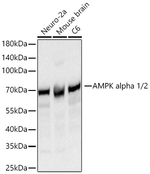AMPK alpha-1,2 Antibody in Western Blot (WB)